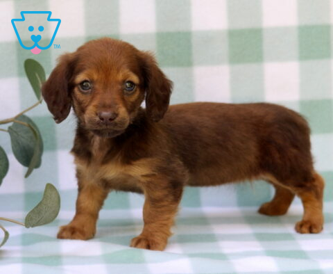 Minnie Mini Dachshund