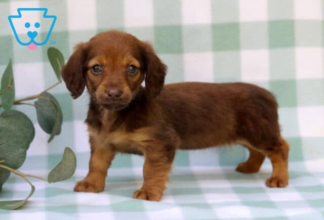 Minnie Mini Dachshund image