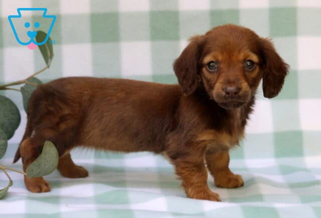 Minnie Mini Dachshund2 image