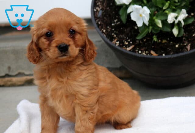 Minnie Mini Golden image