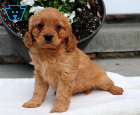 Minnie Mini Golden2