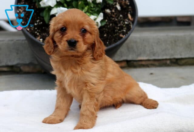 Minnie Mini Golden2 image