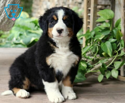 Fluffy Bernese Mountain Dog puppy with classic tri-color markings sitting beside green houseplants indoors