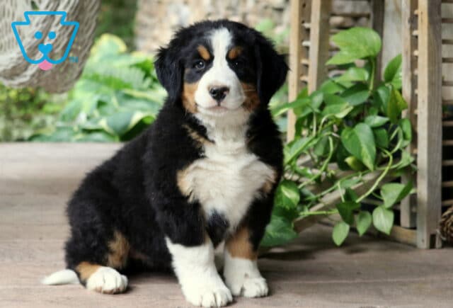 Fluffy Bernese Mountain Dog puppy with classic tri-color markings sitting beside green houseplants indoors image