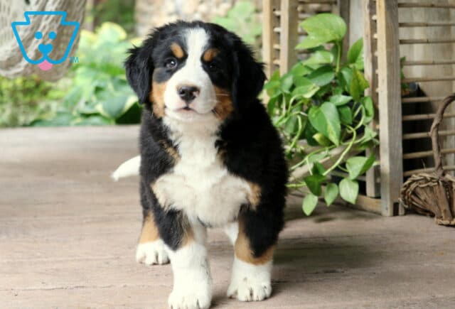 Adorable Bernese Mountain Dog puppy with white paws and tan eyebrows standing near rustic decor and leafy plants image