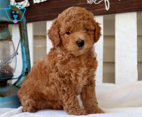 Missy Mini Goldendoodle