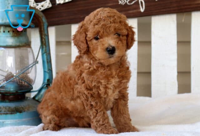Missy Mini Goldendoodle image