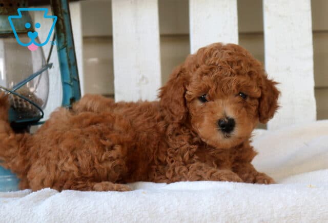 Missy Mini Goldendoodle2 image