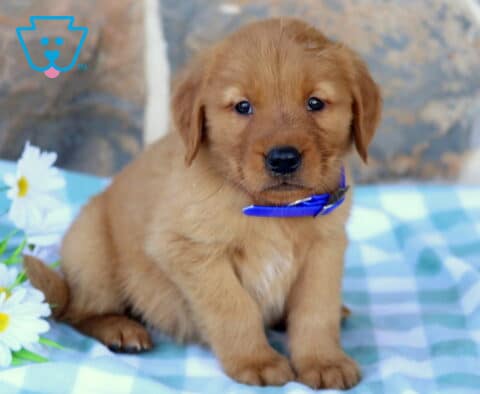 Monty Golden