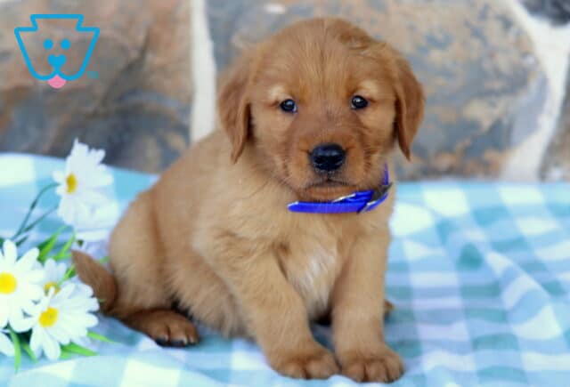 Monty Golden image