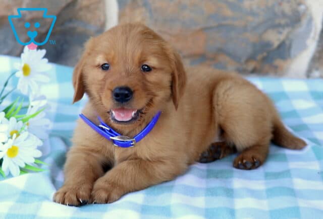 Monty Golden2 image