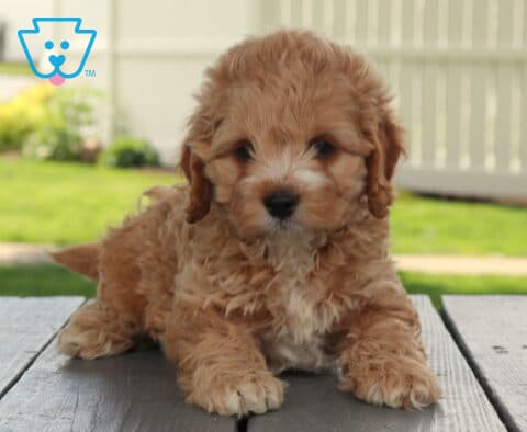 Moose Cockapoo