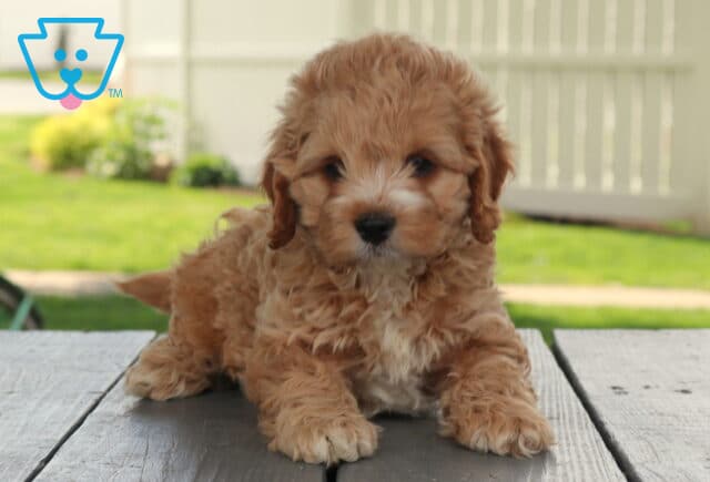 Moose Cockapoo image