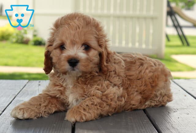 Moose Cockapoo2 image