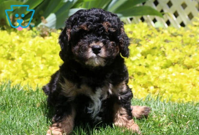 Morris Mini Poodle image