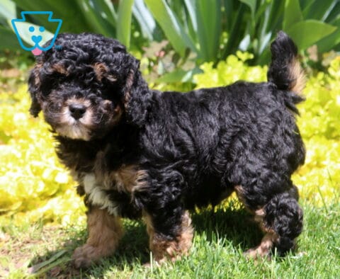 Morris Mini Poodle2