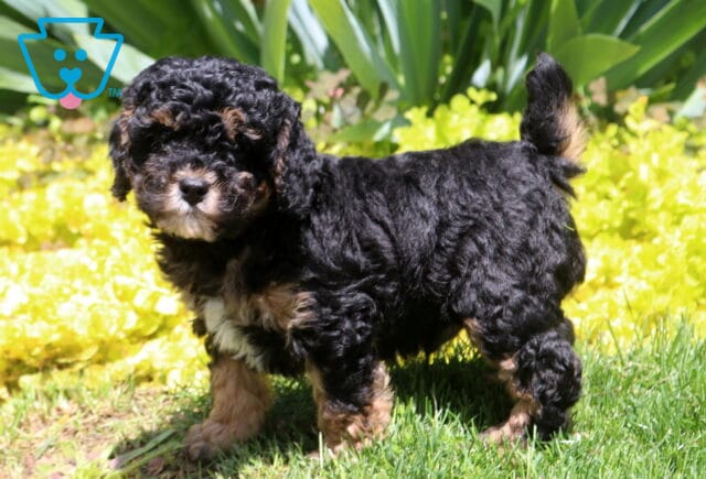 Morris Mini Poodle2 image