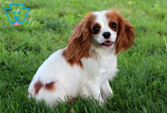 Muffin Cavapoo Joe Martin image