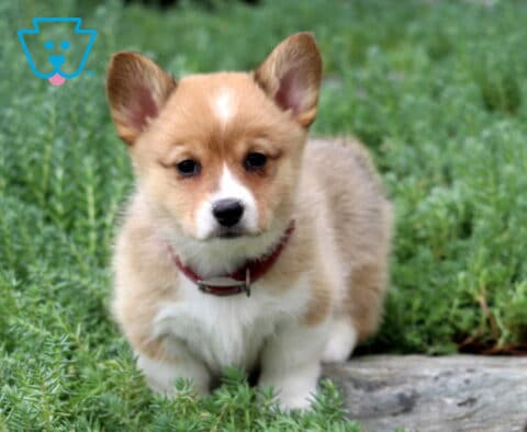 Muffin Corgi