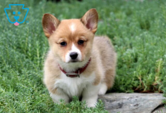 Muffin Corgi image