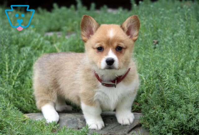 Muffin Corgi2 image