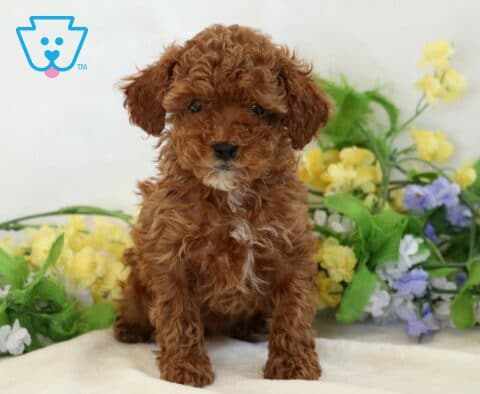 Muffin Mini Poodle
