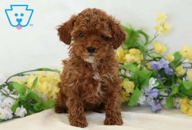 Muffin Mini Poodle image