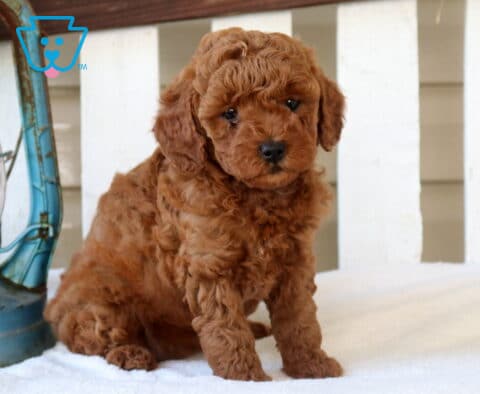 Mylie Mini Goldendoodle