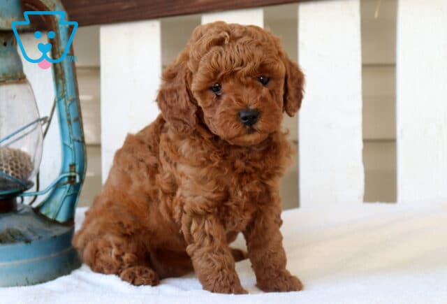 Mylie Mini Goldendoodle image