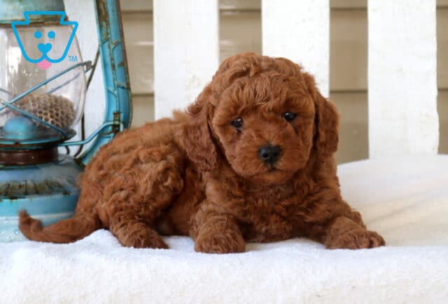 Mylie Mini Goldendoodle2 image