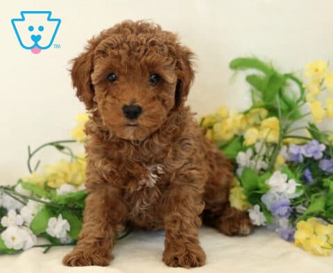 Mylie Mini Poodle