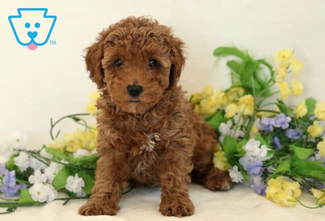 Mylie Mini Poodle image