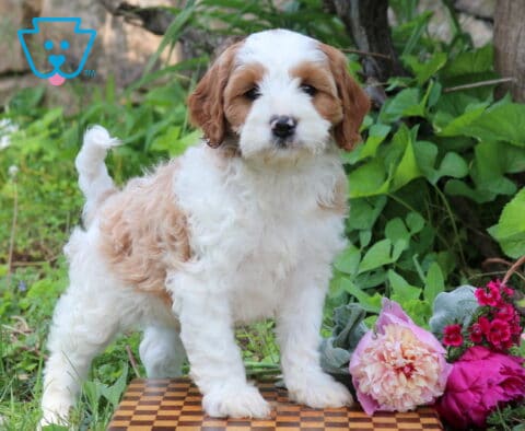 Nabisco Cavapoo
