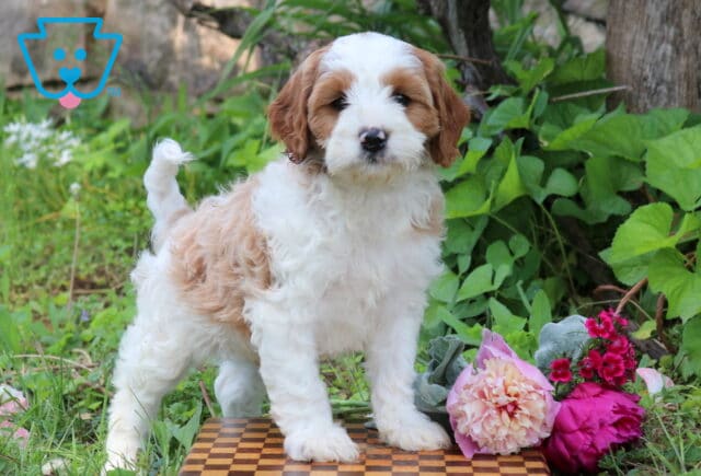 Nabisco Cavapoo image