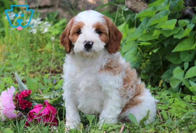 Nabisco Cavapoo2 image