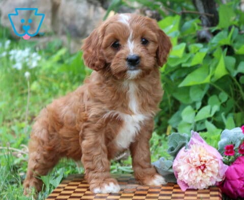 Nala Cavapoo