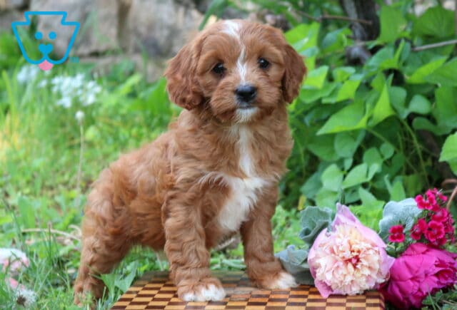 Adorable red and white Cavapoo puppy standing on a checkered board outdoors beside colorful flowers with a fluffy curly coat and sweet expression image