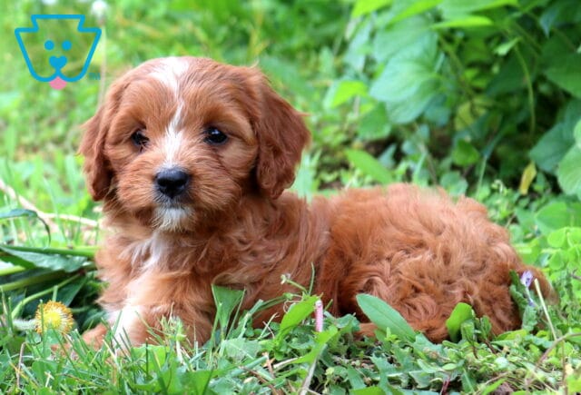 Cute red Cavapoo puppy relaxing in the grass with a fluffy curly coat, white markings, and a sweet teddy bear face outdoors in a garden setting image