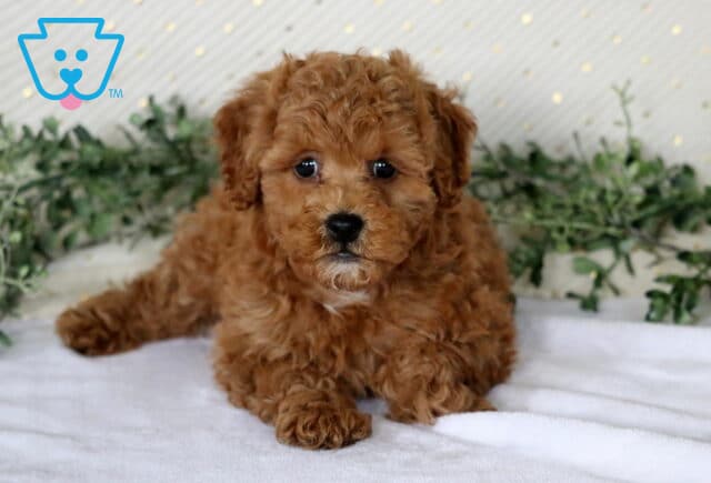Nala Mini Poodle image