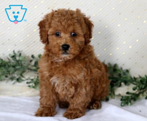 Nala Mini Poodle2
