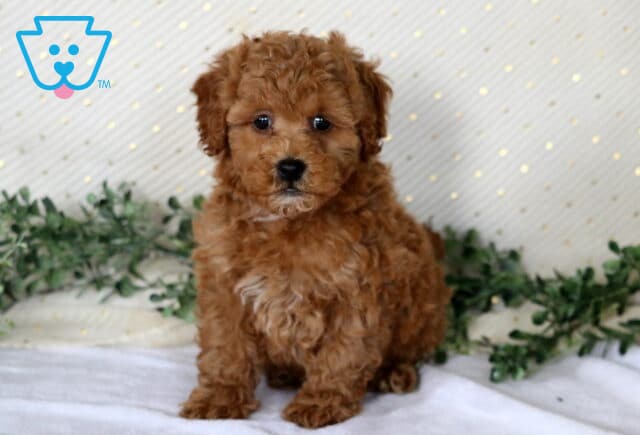 Nala Mini Poodle2 image