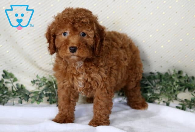 Navy Mini Poodle image