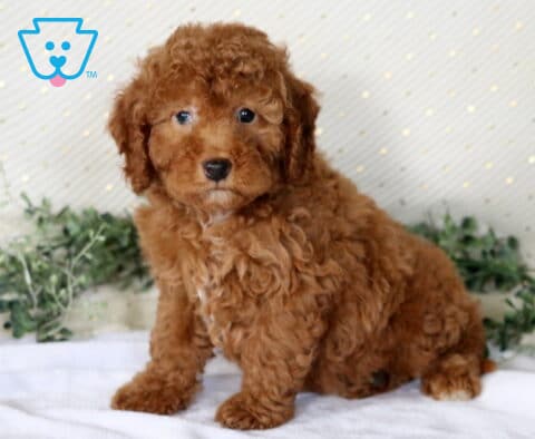 Navy Mini Poodle2