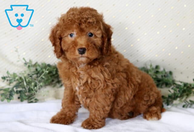 Navy Mini Poodle2 image