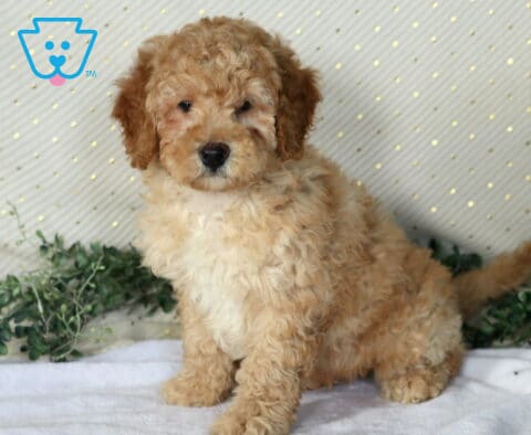 Necco Mini Poodle