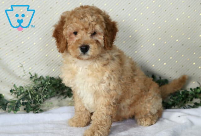Necco Mini Poodle image