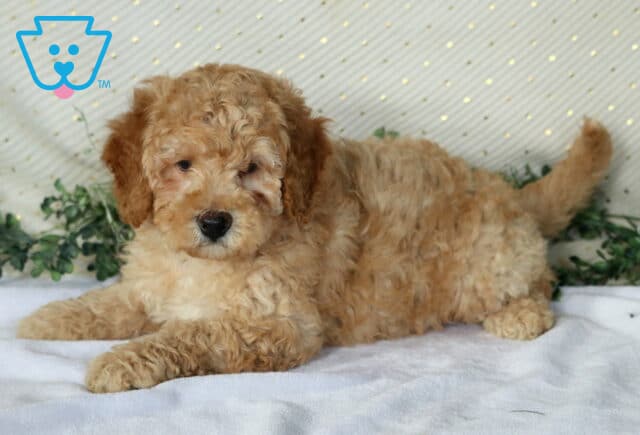 Necco Mini Poodle2 image