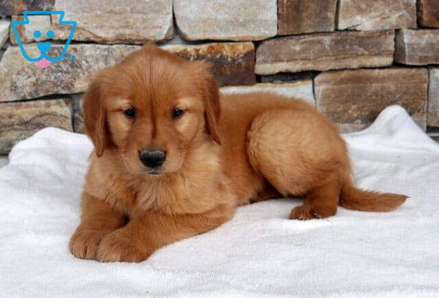 Nelly Golden image