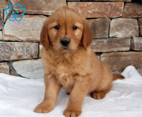 Nelly Golden2