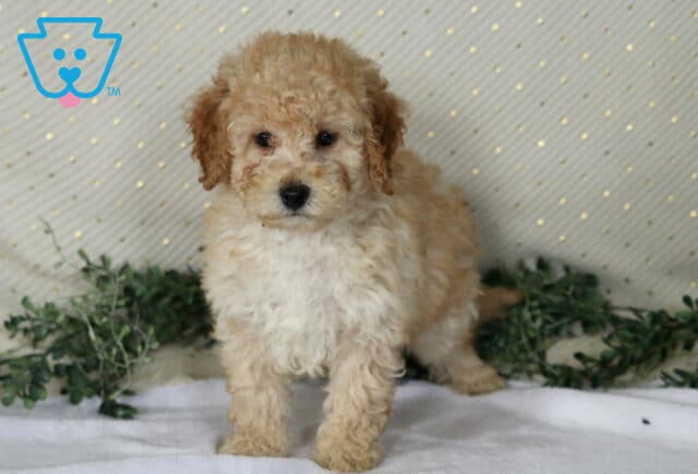 Nelson Mini Poodle image